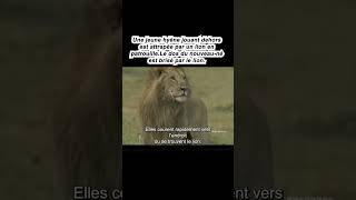 animaux animals lion [upl. by Etnuhs]