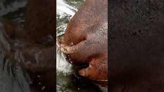 The Dangers of Hippo Poops  Wild Animals [upl. by Etti]