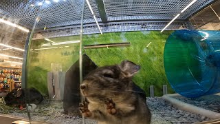 Cute Baby Chinchillas at Petsmart [upl. by Atinnod736]