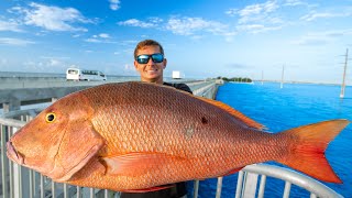 Most EXPENSIVE Fish Caught off Pier Catch Clean Cook Florida Keys Bridge Fishing [upl. by Nylde]