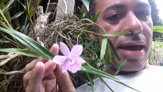 ORQUÍDEA DIMERANDRA EMARGINATA APRENDA COMO CULTIVAR [upl. by Ermanno]