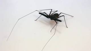 Whip Spider AKA Tailless whip Scorpion [upl. by Eahc925]