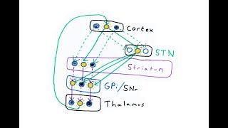 Basal ganglia and Action Selection [upl. by Alaham803]