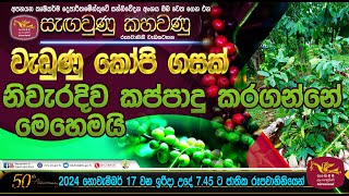 වැඩුනු කෝපි ගසක් නිවැරදිව කප්පාදු කරන්නේ මෙහෙමයි [upl. by Rramal]