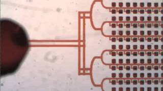 Digital PCR on an integrated selfpriming compartmentalization chip [upl. by Eelana]