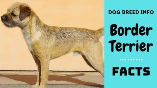 Border Terrier dog breed All breed characteristics and facts about Border Terrier dogs [upl. by Esmerolda]