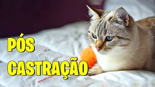 COMO CUIDO DOS GATOS APÓS CASTRAÇÃO  Gatil Hauser [upl. by Jenness625]