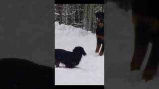 Dachshund Rottweiler Snow Fight [upl. by Ailasor]