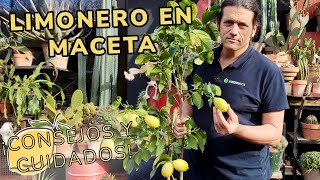 LIMONERO en MACETA  Consejos y cuidados para cultivar este cítrico  Jardinatis [upl. by Schiffman]