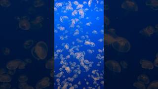 Monterey Bay Aquarium [upl. by Briano492]