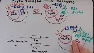 Cancer Genetics Part II Protooncogenes to Oncogenes [upl. by Yazbak]