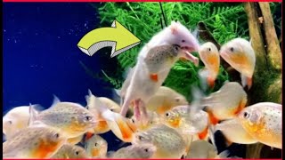 quotWARNING Live Feeding  Piranha Eats White Ratquot [upl. by Atinet]