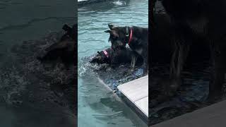 Water dogs giantschnauzer dogbreeds funny [upl. by Nylahsoj]