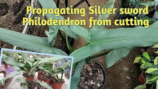 Propagating  Silver sword Philodendron from cutting ✂️ and  potting mix  gardening vlog [upl. by Favien131]