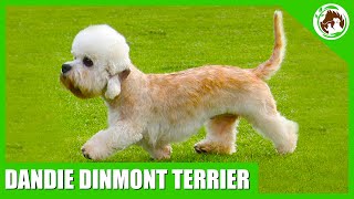 Uncovering the Surprising Facts Behind the Dandie Dinmont Terrier [upl. by Lunsford]