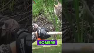 Estaba herido en medio de un lago hasta que 😢😢 reflexiones animales historiareal rescate [upl. by Bywoods]