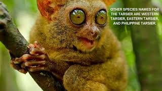 Tarsier Adorable And Funny [upl. by Geesey205]