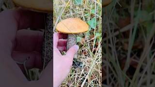 leccinum leccinumversipelle bolete bolet orangebirchbolete mushrooms wildmushroom wildfood [upl. by Nnylsaj99]