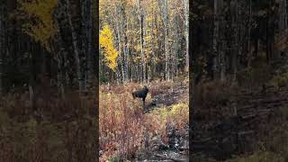 mooseguide bullmoose maine maineoutdoors moosehunting registeredmaineguide [upl. by Buote65]