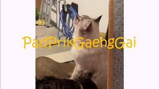 PadPrikGaengGai「เธอในความฝัน  The Princess in Elusive Dreams 」【Meowsic Video】 [upl. by Aleciram]