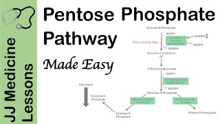 Pentose Phosphate Pathway  Regulation Purpose and Importance in Human Health [upl. by Ericha630]