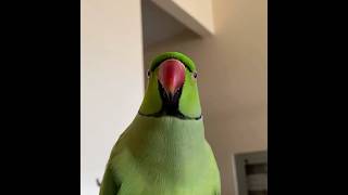 Ringneck parrot Talking 🦜😳😱shockingviralshortvideostatus [upl. by Amsaj900]