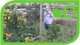 How to Prune the Columnar Blackberry Navaho® Bigandearly® [upl. by Nodnalb]