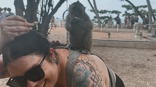 Monkey Trail  Krabi Ao Nang 2024 🐒🥜 [upl. by Annamaria]