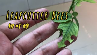 How to Deal with Leafcutter Bees 🐝 [upl. by Glaab]