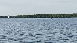 Course de vitesse avec un Cormoran sur le Lac 🐦 ⛵ gros oiseau et voilier 2024 [upl. by Yspyg]