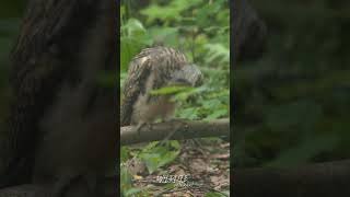 Longeared Owl Chick bouncing 🦉 [upl. by Hajar]