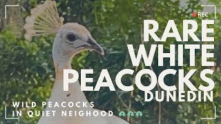 The Secret Life of Dunedins Rare White Peacocks [upl. by Aeslehc496]