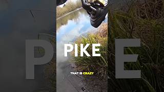 Crazy pike action on deadbaits pikefishing pike fishingmethods fishingvideo [upl. by Otrevogir]