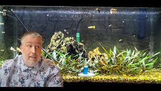 Has Youtube Ruined Aquarium Lighting [upl. by Henrie]