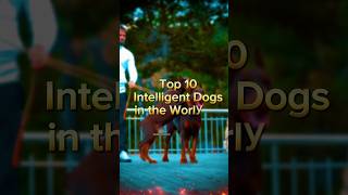 10 Most intelligent 🧠 Dog in the world reels top top5most chowchow [upl. by Adieno]