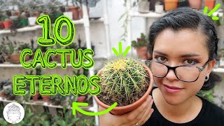 A PRUEBA DE TODO LOS CACTUS MÁS FÁCILES DE CUIDAR 💚🐔✨ [upl. by Henarat]