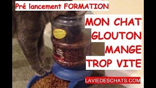 mon chat glouton mange trop vite [upl. by Aniroz]