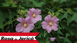 🇵🇪 HIBISCUS MUTABILIS ROSA DE JERICO [upl. by Aratal]