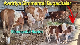 Avstriya Simmental Buqachalar Zorlaridan Keldi Shoshilamiz Kelishtirib Beradi osonbozor [upl. by Tibbetts]