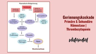 Gerinnungskaskade einfach erklärt Primäre amp Sekundäre Hämostase verstehen  Faktoren Bedeutung [upl. by Eimorej]