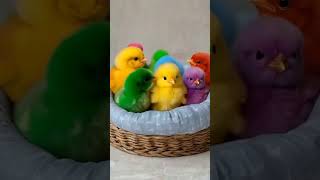 Colorful chicks chirpingBaby chicken colorfulchick cuteanimals birds youtubeshorts [upl. by Sido]