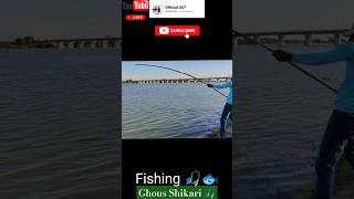 Amazing catfishing videos village fishing Basar Godavari Nadi fishing shortvideo [upl. by Yann898]