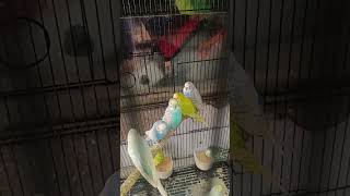 Spangles budgies spangles birds lovebirds lovesigns lovebirdslovers birds [upl. by Amarillas651]