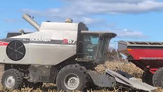 Gleaner S67  Massey Ferguson   Unverferth 1050 Corn Harvest 2024 harvestchaser [upl. by Anaxor]