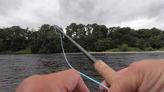 Salmon fishing at Delvine Burnbane on the river Tay 13th July 2020 [upl. by Loziram]