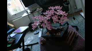 Bonsai 3D COLMAP and GS [upl. by Thayne835]