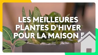 Les meilleures plantes dhiver pour la maison [upl. by Eillit]