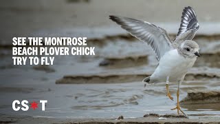 Piping Plover tries to fly [upl. by Ivatts391]