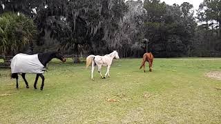 Horse Friends Reunited Raw Video [upl. by Aleakcim]