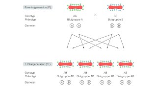 Kodominante Vererbung der Blutgruppen AB0 [upl. by Ellehcsar]